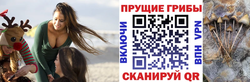 Псилоцибиновые грибы Psilocybine cubensis  купить   Котовск 
