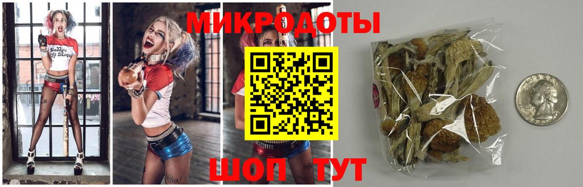 Псилоцибиновые грибы Cubensis Котовск